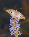 White_Peacock_Butterfly.jpg