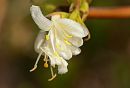 Winet_Flowering_Honeysuckle.jpg