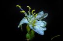 Winter_Flowering_Honeysuckle2.jpg
