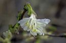 Winter_Flowering_Honeysuckle4.jpg