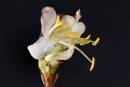 Winter_Flowering_Honeysuckle_Lonicera_purpusii_copy.jpg