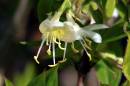 Winter_flowering_Honeysuckle1.jpg