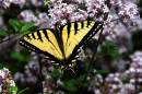 Yellow-Butterfly2.jpg