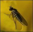 Yellow_Leaf_fly_3.jpg