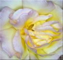 Yellow_Rose_edited-1.jpg