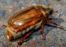 acorn_beetle.jpg