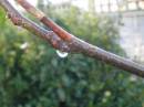 adjusted_branch.jpg