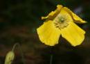 after_the_rain_Yellow_Poppy.jpg