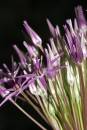 alium.jpg