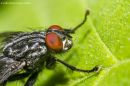 animal4975.jpg
