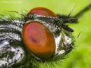 animal4976.jpg