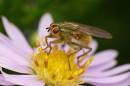 aster-f.jpg