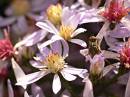 aster-fly.jpg