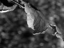 autumn_leaf1.jpg