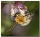 bee070607_2_.jpg