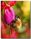 bee0820807-004_copy.jpg