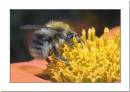 bee1.jpg