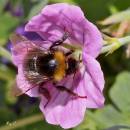 bee11.jpg