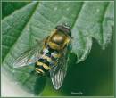 bee2.jpg