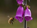 bee2_copy.jpg