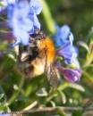 bee3113mm020407-017a.jpg