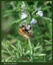 bee5.jpg