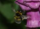 bee6.jpg