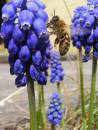 bee_048.jpg