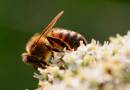 bee_11.jpg