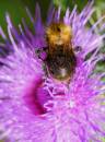 bee_from_above.jpg