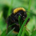 bee_macro_7.jpg