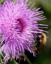 bee_on_thistle.jpg