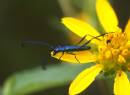 beetleflower3.jpg