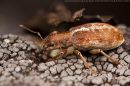 beetles120125197-98.jpg