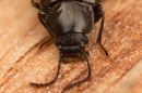 beetles120125224-27c.jpg