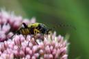 bettlemaculata9x6.jpg