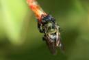black_sweat_bee_8-19-2007.jpg