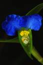 blue-yellow-green.jpg