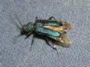 blue_beetle.jpg