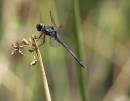 blue_dragon_fly.jpg
