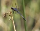 /gallery/data/514/thumbs/blue_dragon_fly.jpg