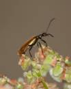 bug010706.jpg