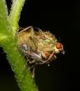 bug120606-002.jpg