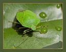 bug_D_600_Sigma_105_Macro_HH_052916_9165.jpg
