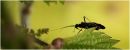 bug_web.jpg