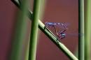 bugs-050619-8869.jpg