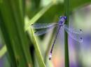 bugs-050730-3458-img800.jpg