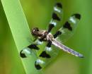 bugs-800-050626-9177.jpg