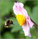 bumble-bee.jpg