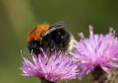 bumblebee19x6neatimage.jpg